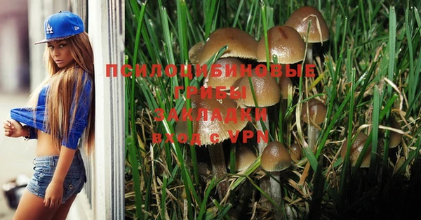 ПСИЛОЦИБИНОВЫЕ ГРИБЫ Новозыбков