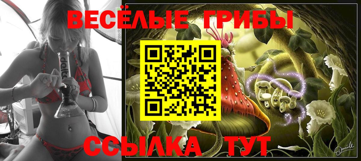Галлюциногенные грибы Psilocybe Ступино