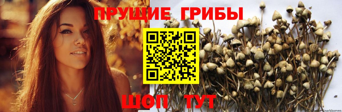 Псилоцибиновые грибы Psilocybine cubensis  Галлюциногенные грибы мицелий  Ступино  Вход с VPN 